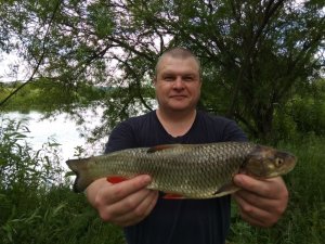 Голавль: вес - 770 гр, промысловая длина - 35 см, полная длина - 41 см