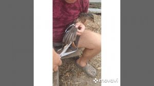 MovaviClips_Video_20240912-125222.mp4