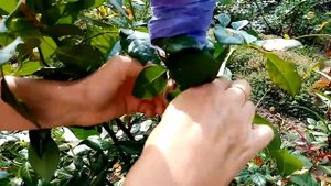 Черенкование роз летом. Как укоренить розу прямо на кусте.