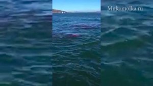 Атака большой белой акулы на морского льва в заливе Сан Франциско