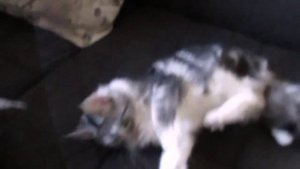 6-ти месячный котенок мейн кун
