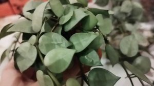 хойя Лакуноза Блек Лавес и хойя Лакуноза Эскимо