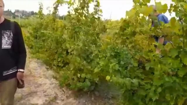 ??ч.1 Семинар по виноградарству в НИИ 