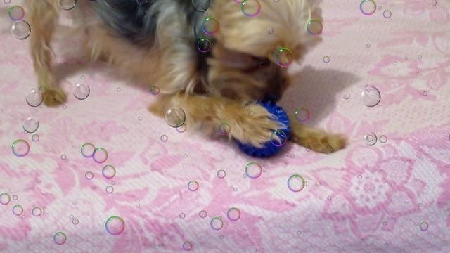 Любимая Игрушка смотреть онлайн