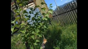 яблоня Железный Апорт. Заилийское Алатау