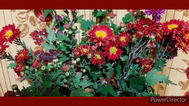 Красивый вечер ? Красные маки? Красивые Хризантемы? Приятная музыка ? Ралакс?Мирного неба всем нам смотреть онлайн