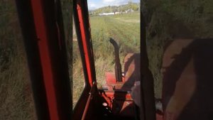 Косим ботву на Т-25 самодельной ботвой косилкой