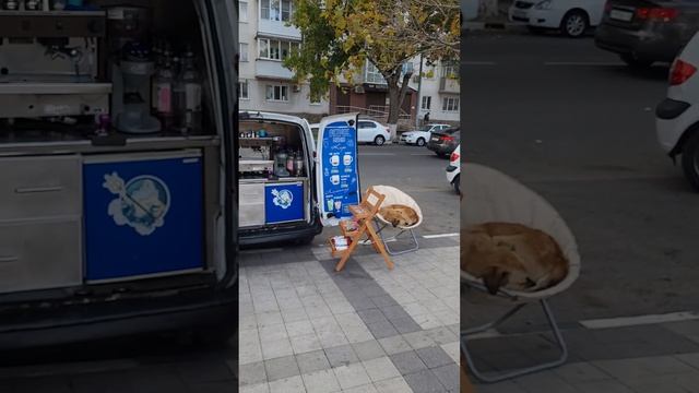 Будни Новороссийска, Собака на чиле, Кофе с собакой. Трое в лодке не считая пса, Осень 2023 Russia