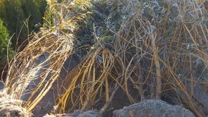 ПОСАДКА ТУИ КОЛУМНЫ - сажаем равномерно ! Туя колумна вдоль забора.