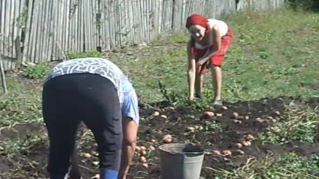 Картофель полезные свойства смотреть онлайн