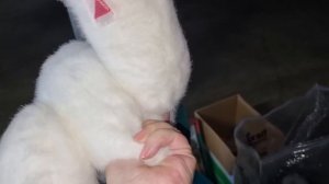 Нашла на свалке и забрала ! Не свалка ,а барахолка . Элла Австралия