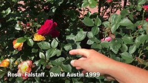 Rosa Falstaff David Austin 1999