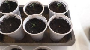 Пихта Сибирская из семян со стратификацией. Этап 2.