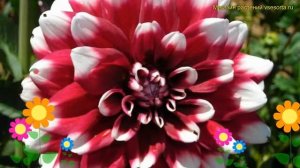 Георгина махровая Контраст. Краткий обзор, описание характеристик dáhlia variabilis Contraste