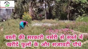 यहाँ से सस्ते रेट में फूल और सजावटी पौधे। How do you start a flower garden