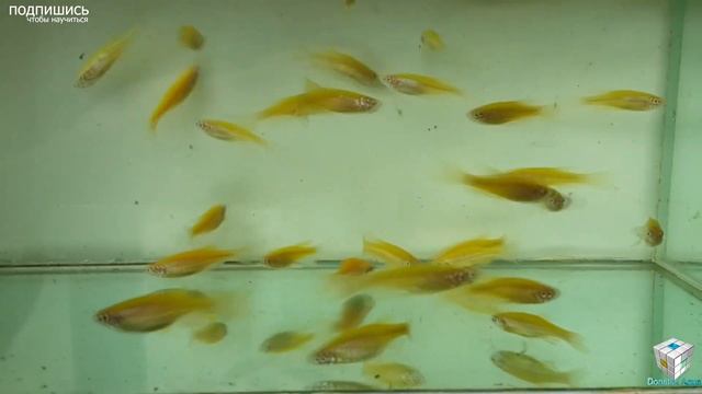 Данио, Aquarium fish, Danio rerio, HOW TO: Keep Danio rerio, Danio Zucht, Breeding Danio смотреть онлайн