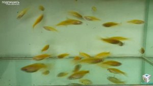 Данио, Aquarium fish, Danio rerio, HOW TO: Keep Danio rerio, Danio Zucht, Breeding Danio