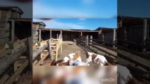 Содержание телят симментальской породы в летний период в помещениях на летней дойке