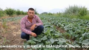 Отзыв крупного овощевода Кыргызстана об огурцах Шакти F1 (Shakthi F1) и Шандини F1 (Chandini F1)