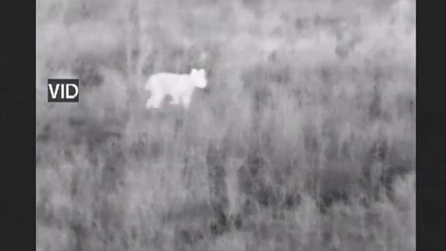 Охота на хищника с тепловизором смотреть онлайн