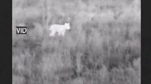 Охота на хищника с тепловизором