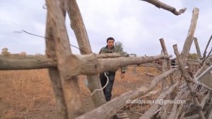 Один день табунщика в Чечне
