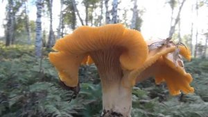 Вот почему грибы лисички не бывают червивыми