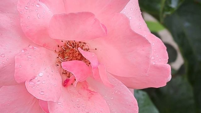 178 НОВАЯ ЛОЖКА - С ПОЛОЧКИ НА ПОЛОЧКУ , А СОСТАРИТСЯ - ПОД ЛАВОЧКОЙ НАВАЛЯЕТСЯ смотреть онлайн