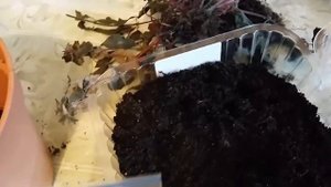 Как хранить ахименесы зимой. Часть 1