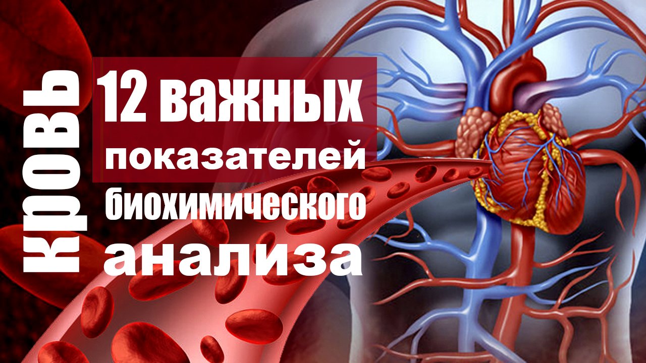 Биохимический анализ крови - расшифровка показателей, которые должны знать все
