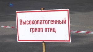 В Петрозаводске обнаружен птичий грипп