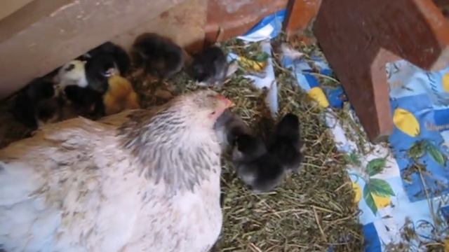 Цыплята под квочкой: чем кормить и поить смотреть онлайн