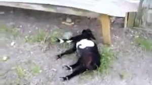 козы, которые при испуге падают в обморок)