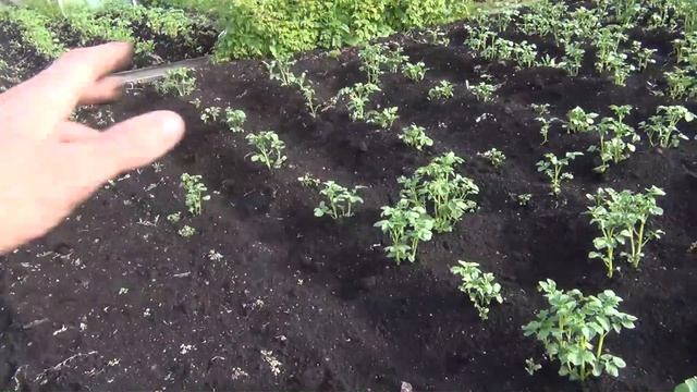 Как сажать горох и как не стоит садить горох Посадка гороха Выращивание гороха смотреть онлайн