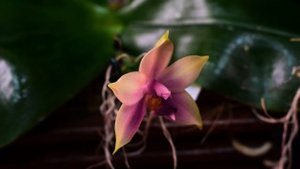 PHALAENOPSIS SAMERA 'BLUE' - описание и основы ухода