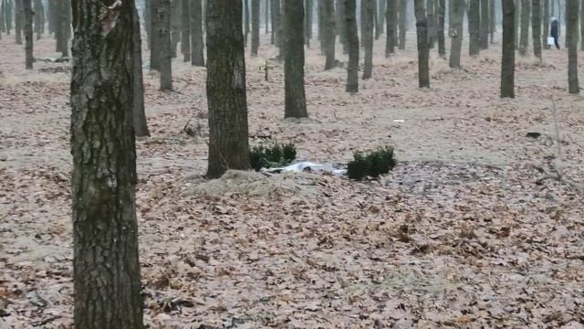 #догтаун. Бульдозер пати. Кладбище на 411 батарее. 411 батарея. Мемориал. Одесса. Снос забора. Мэр. смотреть онлайн