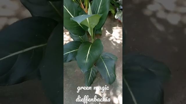 Green Magic Dieffenbachia