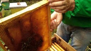 Сборка гнезда пчел в лежаке на зиму.Сокращение гнезд пчелиных семей. 05.09.2019