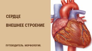 Сердце. Внешнее строение