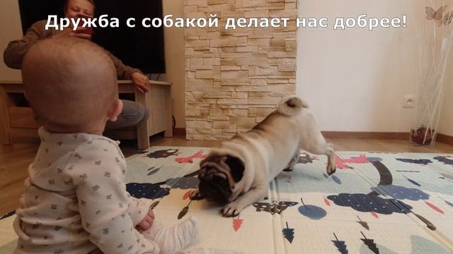 СОБАКА играет с младенцем! МОПС лучший воспитатель! смотреть онлайн