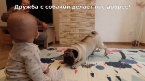 СОБАКА играет с младенцем! МОПС лучший воспитатель!
