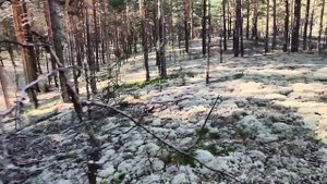 За белыми грибами в Марий Эл