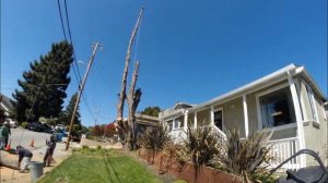 14 0428 tree removal 960720