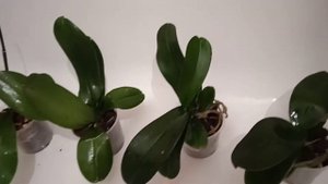 обработка зеленым мылом