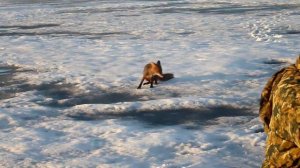 Лиса пришла к рыбакам поесть рыбки