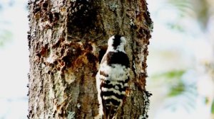 Малый пестрый дятел Dendrocopos syriacus красивый самый маленький дятел  кормит птенцов голос дятла