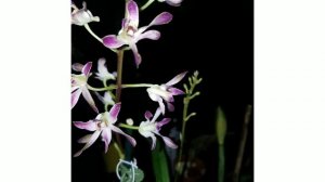 Fragrant Dendrobium Blue Twinkle (Betty Gotto x Canaliculatum)🤫😆