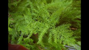 Asparagus setaceus