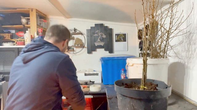 Starting A Larch Clump Using Ebihara method for Bonsai (Jan 2023) смотреть онлайн