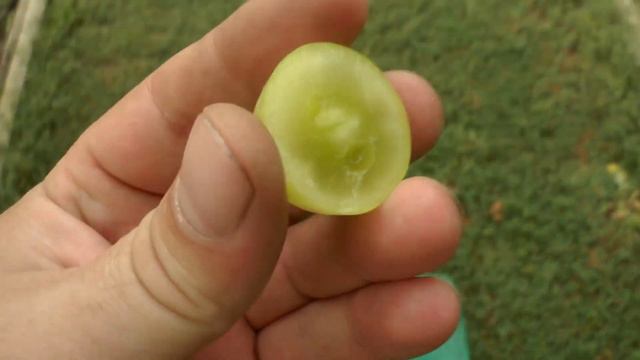 Виноград - как тебя зовут ? (4 09 2020 год) смотреть онлайн